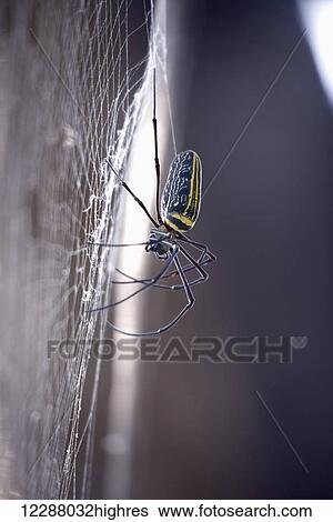 Stock Photograph - Close up of female wood spider; Dharpatha Mal, Madhya Pradesh, India. Fotosearch