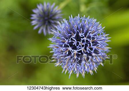 Stock Photograph - Close up of flower with pistils; Quebec, Canada. Fotosearch