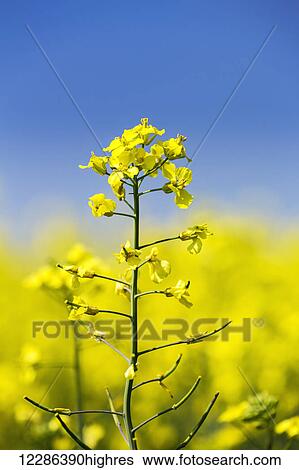 Close up of flowering canola plant with blue sky; Acme, Alberta, Canada View Large Photo Image Stock Photograph - Close up of flowering canola plant with blue sky; Acme, Alberta, Canada. Fotosearch