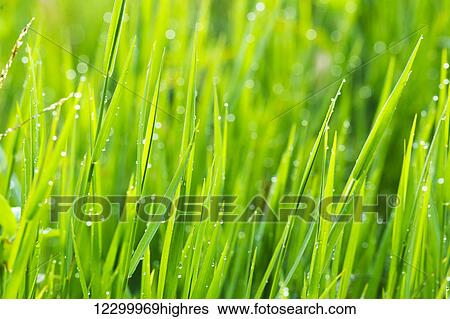 Close up of fresh grass with water drops in the early morning View Large Photo Image Stock Photograph - Close up of fresh grass with water drops in the early morning. Fotosearch
