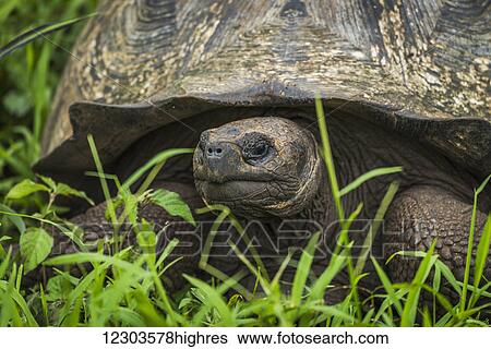 Stock Photograph - Close up of Galapagos giant tortoise (Chelonoidis nigra) in field; Galapagos Islands, Ecuador. Fotosearch