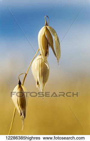 Close up of golden ripe oats; Alberta, Canada View Large Photo Image Stock Photograph - Close up of golden ripe oats; Alberta, Canada. Fotosearch