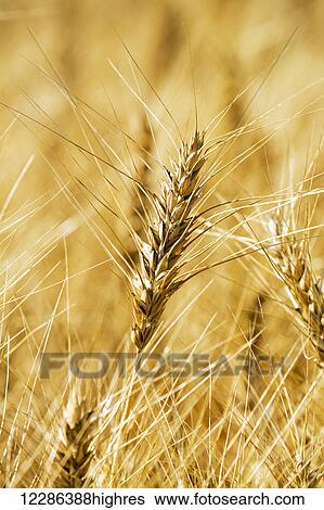 Close up of golden ripe wheat head in a golden field; Alberta, Canada View Large Photo Image Stock Photograph - Close up of golden ripe wheat head in a golden field; Alberta, Canada. Fotosearch