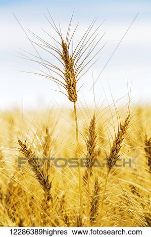 Stock Photograph - Close up of golden ripe wheat head in a golden field; Alberta, Canada. Fotosearch