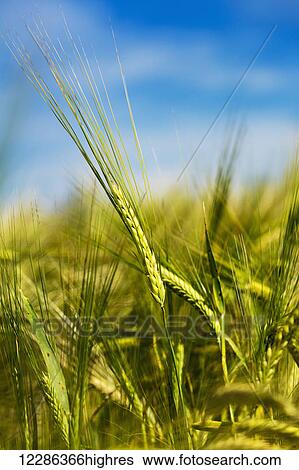 Stock Photograph - Close up of green barley heads in a field; Acme, Alberta, Canada. Fotosearch