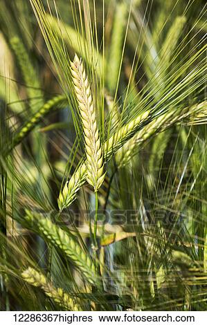 Close up of green barley heads in a field; Acme, Alberta, Canada View Large Photo Image Stock Photograph - Close up of green barley heads in a field; Acme, Alberta, Canada. Fotosearch