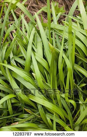 Close up of green grass growing along the coast of St. Paul Island, Southwestern Alaska, Summer View Large Photo Image Stock Photo - Close up of green grass growing along the coast of St. Paul Island, Southwestern Alaska, Summer. Fotosearch