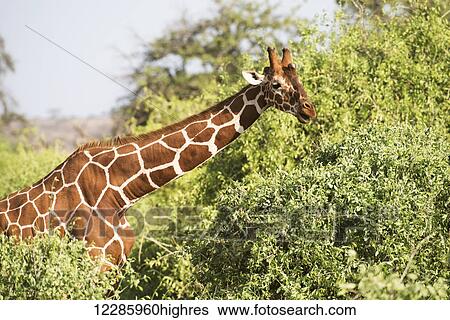 Stock Photograph - Close up of head and shoulders of a Reticulated Giraffe (Giraffa camelopardalis), Samburu National Reserve; Kenya. Fotosearch