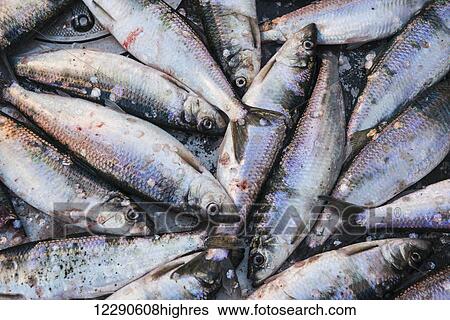 Close up of herring lying on the deck of a drift boat during the Togiak Herring Fishery in Bristol Bay, Alaska. View Large Photo Image Stock Photograph - Close up of herring lying on the deck of a drift boat during the Togiak Herring Fishery in Bristol Bay, Alaska.. Fotosearch