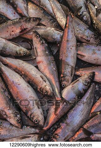 Stock Photograph - Close up of herring lying on the deck of a drift boat during the Togiak Herring Fishery in Bristol Bay, Alaska.. Fotosearch