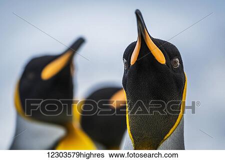 Stock Photograph - Close up of King Penguin (Aptenodytes patagonicus) staring at camera; Antarctic. Fotosearch