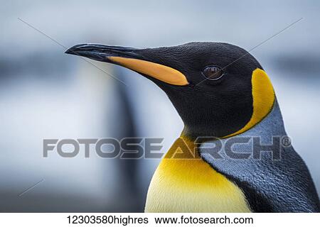 Close up of King Penguin (Aptenodytes patagonicus); Antarctic View Large Photo Image Stock Photograph - Close up of King Penguin (Aptenodytes patagonicus); Antarctic. Fotosearch