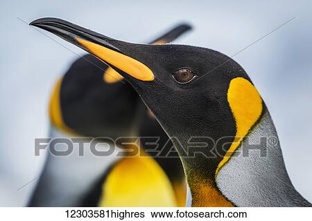 Stock Photograph - Close up of King Penguin (Aptenodytes patagonicus) with others behind; Antarctic. Fotosearch