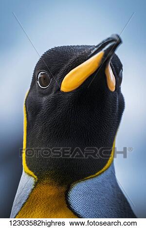 Stock Photograph - Close up of King Penguin (Aptenodytes patagonicus) with wide-eyed stare; Antarctic. Fotosearch