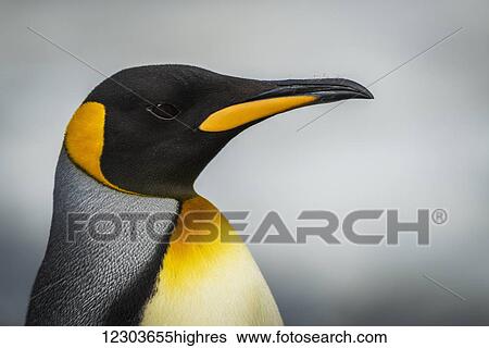 Stock Photograph - Close up of king penguin (Aptenodytes patagonicus) with grey background; Antarctica. Fotosearch
