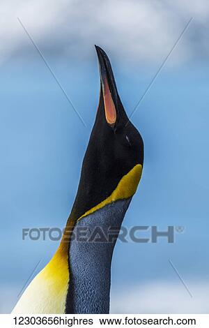 Close up of king penguin (Aptenodytes patagonicus) with stretched neck; Antarctica View Large Photo Image Stock Photograph - Close up of king penguin (Aptenodytes patagonicus) with stretched neck; Antarctica. Fotosearch