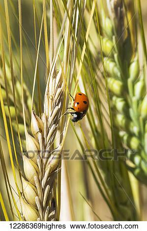 Close up of ladybug on barley head; Acme, Alberta, Canada View Large Photo Image Stock Photograph - Close up of ladybug on barley head; Acme, Alberta, Canada. Fotosearch