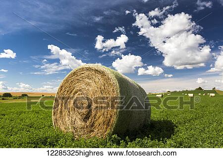 Stock Photograph - Close up of large round hay bale in an alfalfa field with clouds and blue sky; Acme, Alberta, Canada. Fotosearch