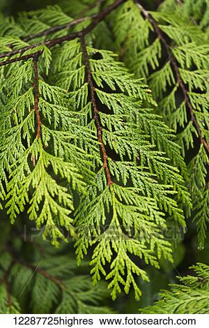 Close up of lush green plant; Vancouver, British Columbia, Canada View Large Photo Image Stock Photograph - Close up of lush green plant; Vancouver, British Columbia, Canada. Fotosearch