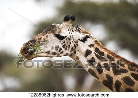 Stock Photograph - Close up of Maasai Giraffe (Giraffa camelopardalis) with tongue wrapped around acacia leaves, Tarangire National Park; Tanzania. Fotosearch