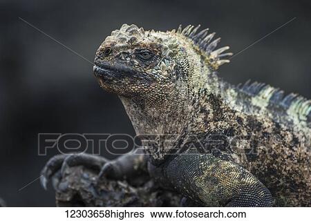 Stock Photograph - Close up of marine iguana (Amblyrhynchus cristatus) on volcanic rock; Galapagos Islands, Ecuador. Fotosearch
