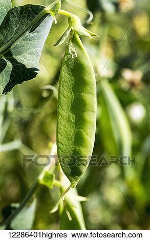 Stock Photograph - Close up of pea pod on the vine; Alberta, Canada. Fotosearch