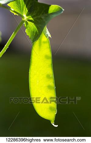 Stock Photograph - Close up of pea pod on the vine with peas in pod; Calgary, Alberta, Canada. Fotosearch