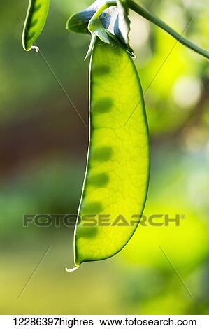 Stock Photograph - Close up of pea pod on the vine with peas in pod; Calgary, Alberta, Canada. Fotosearch