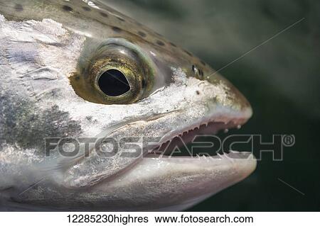 Stock Photograph - Close up of Rainbow Trout (Oncorhynchus mykiss); Alaska, United States of America. Fotosearch