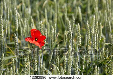 Close up of red poppy in a green wheat field; Brehec, Brittany, France View Large Photo Image Stock Photograph - Close up of red poppy in a green wheat field; Brehec, Brittany, France. Fotosearch