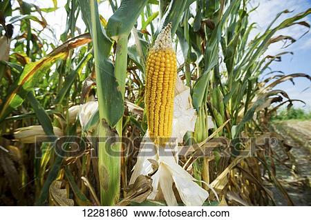 Close up of shucked field corn in a corn field; Ridgley, Maryland, United States of America View Large Photo Image Stock Image - Close up of shucked field corn in a corn field; Ridgley, Maryland, United States of America. Fotosearch