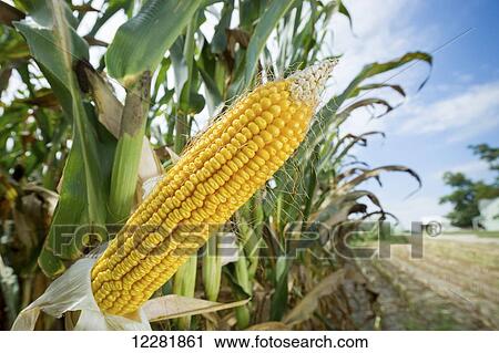 Close up of shucked field corn in a corn field; Ridgley, Maryland, United States of America View Large Photo Image Stock Image - Close up of shucked field corn in a corn field; Ridgley, Maryland, United States of America. Fotosearch