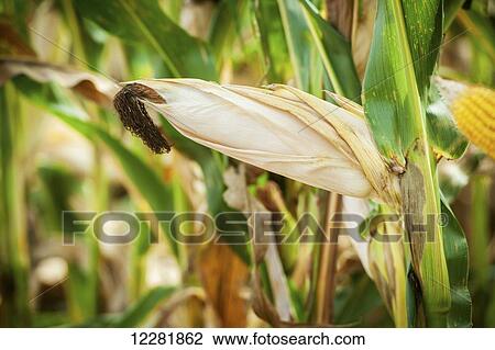 Stock Image - Close up of shucked field corn in a corn field; Ridgley, Maryland, United States of America. Fotosearch