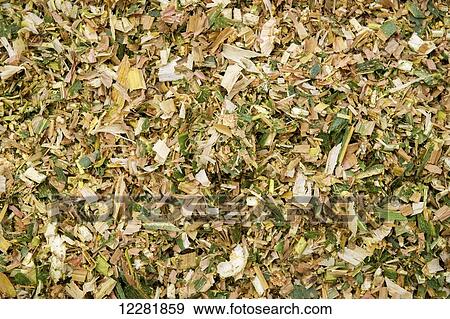 Close up of silage; Ridgley, Maryland, United States of America View Large Photo Image Stock Photo - Close up of silage; Ridgley, Maryland, United States of America. Fotosearch
