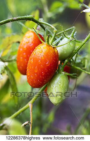 Stock Photograph - Close up of small red and green roma tomatoes on the vine with water droplets; Calgary, Alberta, Canada. Fotosearch