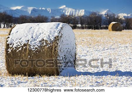 Close up of snow covered hay bale in a snow covered stubble field with snow covered mountains in the background and blue sky; Longview, Alberta, Canada View Large Photo Image Stock Photograph - Close up of snow covered hay bale in a snow covered stubble field with snow covered mountains in the background and blue sky; Longview, Alberta, Canada. Fotosearch