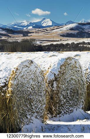 Close up of snow covered hay bale in a snow covered stubble field with snow covered mountains in the background and blue sky; Longview, Alberta, Canada View Large Photo Image Stock Photograph - Close up of snow covered hay bale in a snow covered stubble field with snow covered mountains in the background and blue sky; Longview, Alberta, Canada. Fotosearch