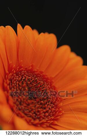 Stock Photograph - Close up of the centre of an orange gerbera with the petals slightly out of focus against a black background; London, England. Fotosearch