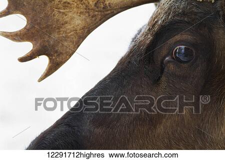 Close up of the face of a Caribou (Rangifer tarandus), Ecomuseum Zoo; Ste-Anne-de-Bellevue, Quebec, Canada View Large Photo Image Stock Photograph - Close up of the face of a Caribou (Rangifer tarandus), Ecomuseum Zoo; Ste-Anne-de-Bellevue, Quebec, Canada. Fotosearch