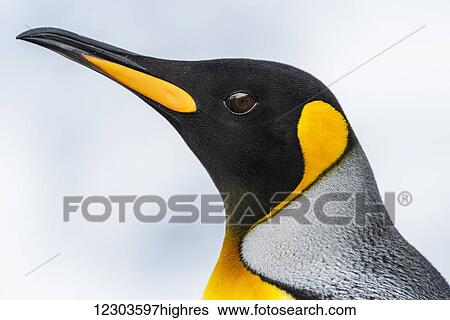 Close up of the head of a King Penguin (Aptenodytes patagonicus) with a black head and grey back with an orange beak and throat, blurred background; Antarctia View Large Photo Image Stock Photograph - Close up of the head of a King Penguin (Aptenodytes patagonicus) with a black head and grey back with an orange beak and throat, blurred background; Antarctia. Fotosearch