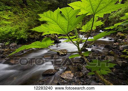 Stock Image - Close up of the large green leaves of Devil's Club (Oplopanax horridus) next to a small stream, Kodiak Island, Southwest Alaska. Fotosearch