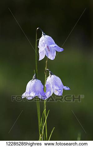 Stock Photograph - Close up of three purple bluebell (Hyacinthoides) flowers; Kananaskis Country, Alberta, Canada. Fotosearch