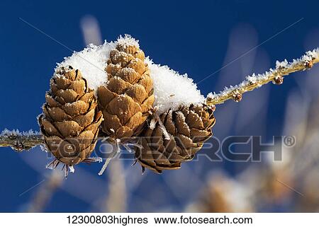 Stock Photograph - Close up of three snow covered larch cones with a deep blue sky; Calgary, Alberta, Canada. Fotosearch