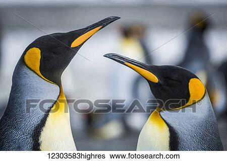 Stock Photograph - Close up of two King Penguins (Aptenodytes patagonicus); Antarctic. Fotosearch