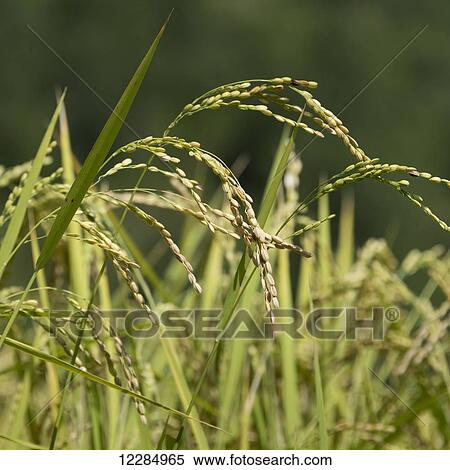 Close up of wheat heads; Thimphu, Bhatan View Large Photo Image Stock Photography - Close up of wheat heads; Thimphu, Bhatan. Fotosearch