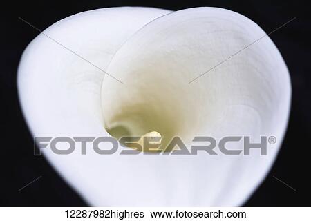 Close up of white arum or calla lily (Zantedeschia aethiopica), shot from above against a black background; London, England View Large Photo Image Stock Photograph - Close up of white arum or calla lily (Zantedeschia aethiopica), shot from above against a black background; London, England. Fotosearch