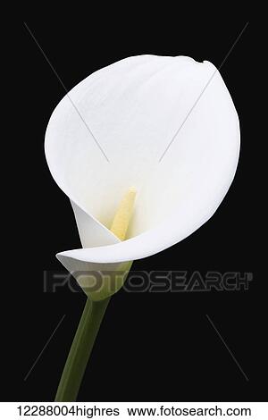 Stock Photograph - Close up of white arum or calla lily (Zantedeschia aethiopica), shot from the front against a black background; London, England. Fotosearch