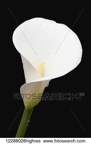 Stock Photograph - Close up of white arum or calla lily (Zantedeschia aethiopica) covered in water droplets against a black background; London, England. Fotosearch