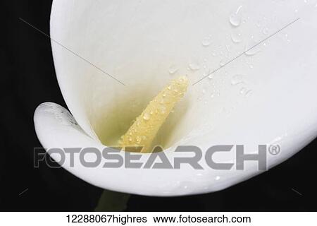 Close up of white arum or calla lily (Zantedeschia aethiopica) covered in water droplets, viewed from above against a black background; London, England View Large Photo Image Stock Photograph - Close up of white arum or calla lily (Zantedeschia aethiopica) covered in water droplets, viewed from above against a black background; London, England. Fotosearch