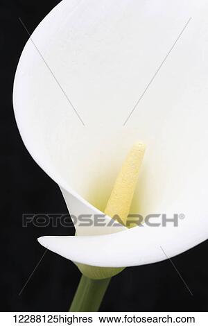 Stock Photograph - Close up of white arum or calla lily (Zantedeschia aethiopica) with a wide oval floral bract, viewed from the front against a black background; London, England. Fotosearch